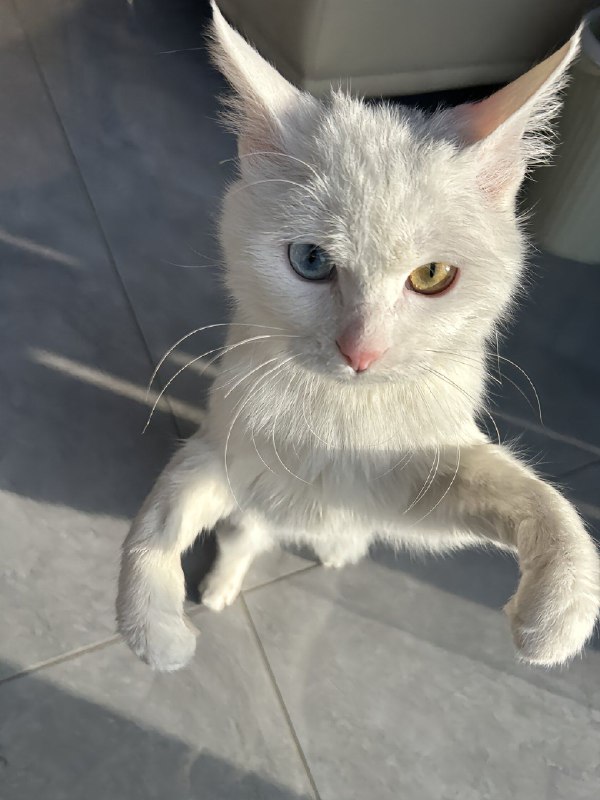 ﹟功夫の猫猫---> MSG:📝 | 电报要什么时候才支持动态图片呢---> TAG:🏷️ | #分享 / #猫猫 / #异瞳 / #可爱﹟功夫の猫猫---> MSG:📝 | 电报要什么时候才支持动态图片呢---> TAG:🏷️ | #分享 / #猫猫 / #异瞳 / #可爱