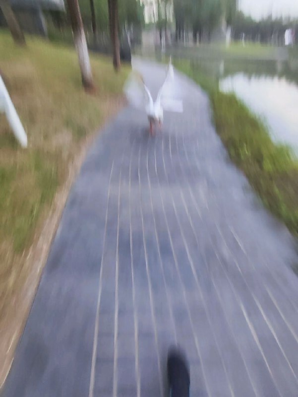 捣蛋鹅#杂图捣蛋鹅#杂图