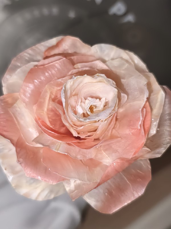 ﹟Love.柚用柚子(？)做的玫瑰(？)花#日常 #分享 #手工 #花朵