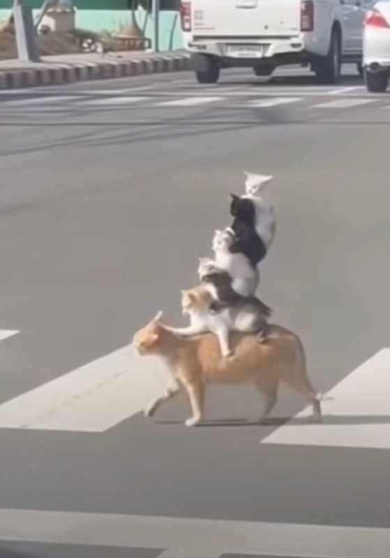 叠猫猫